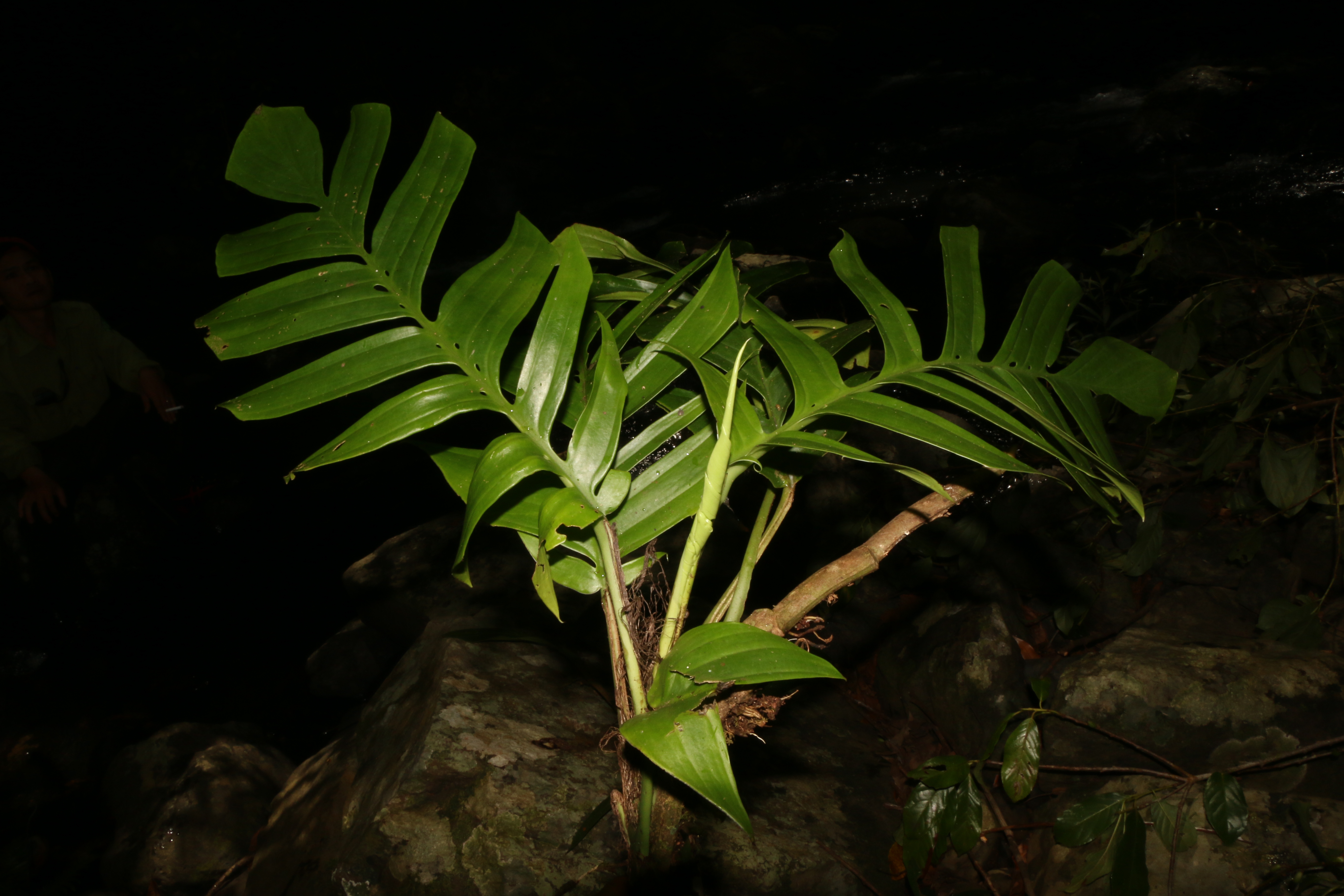 KCR_401 (3)