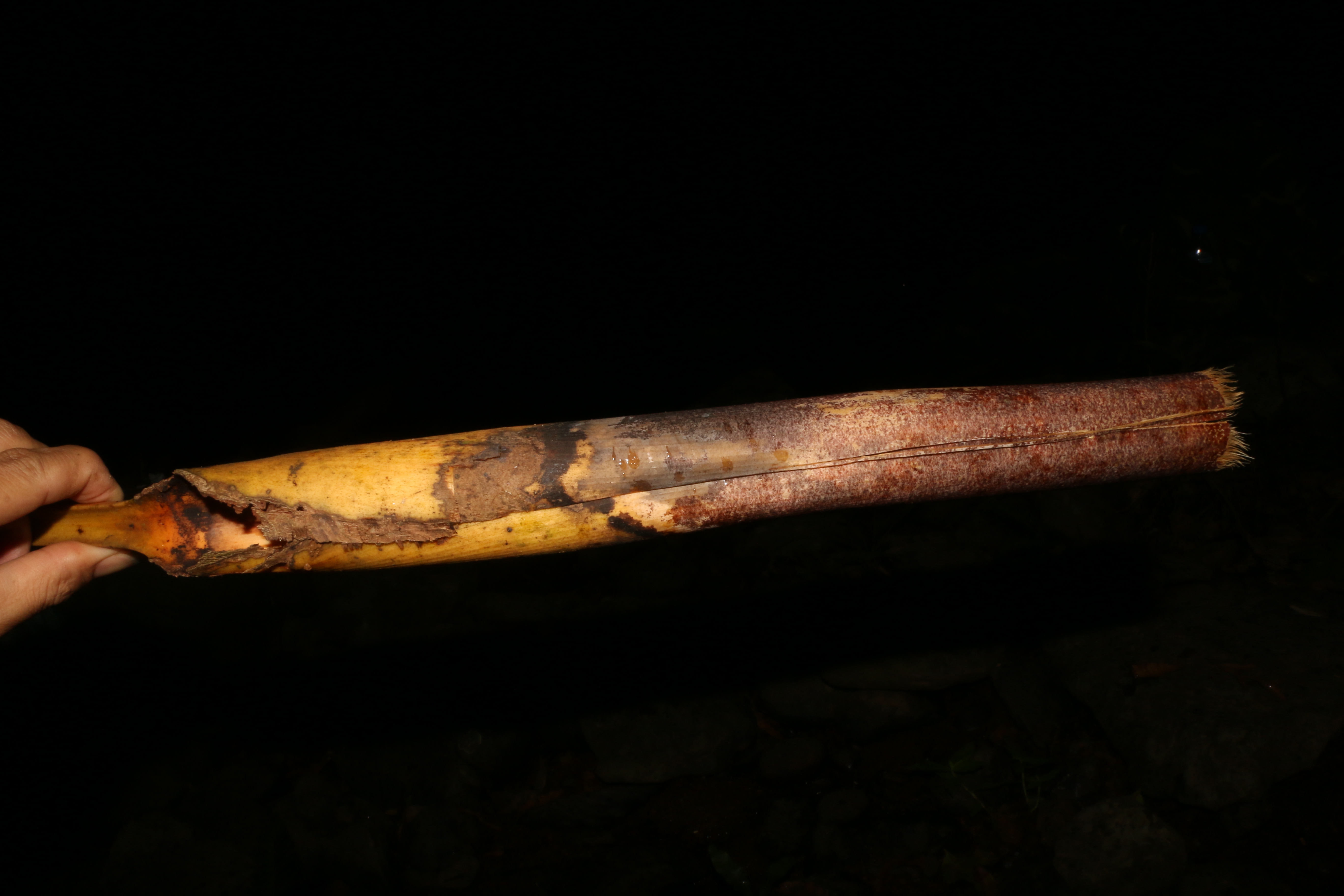 KCR_402 (6)