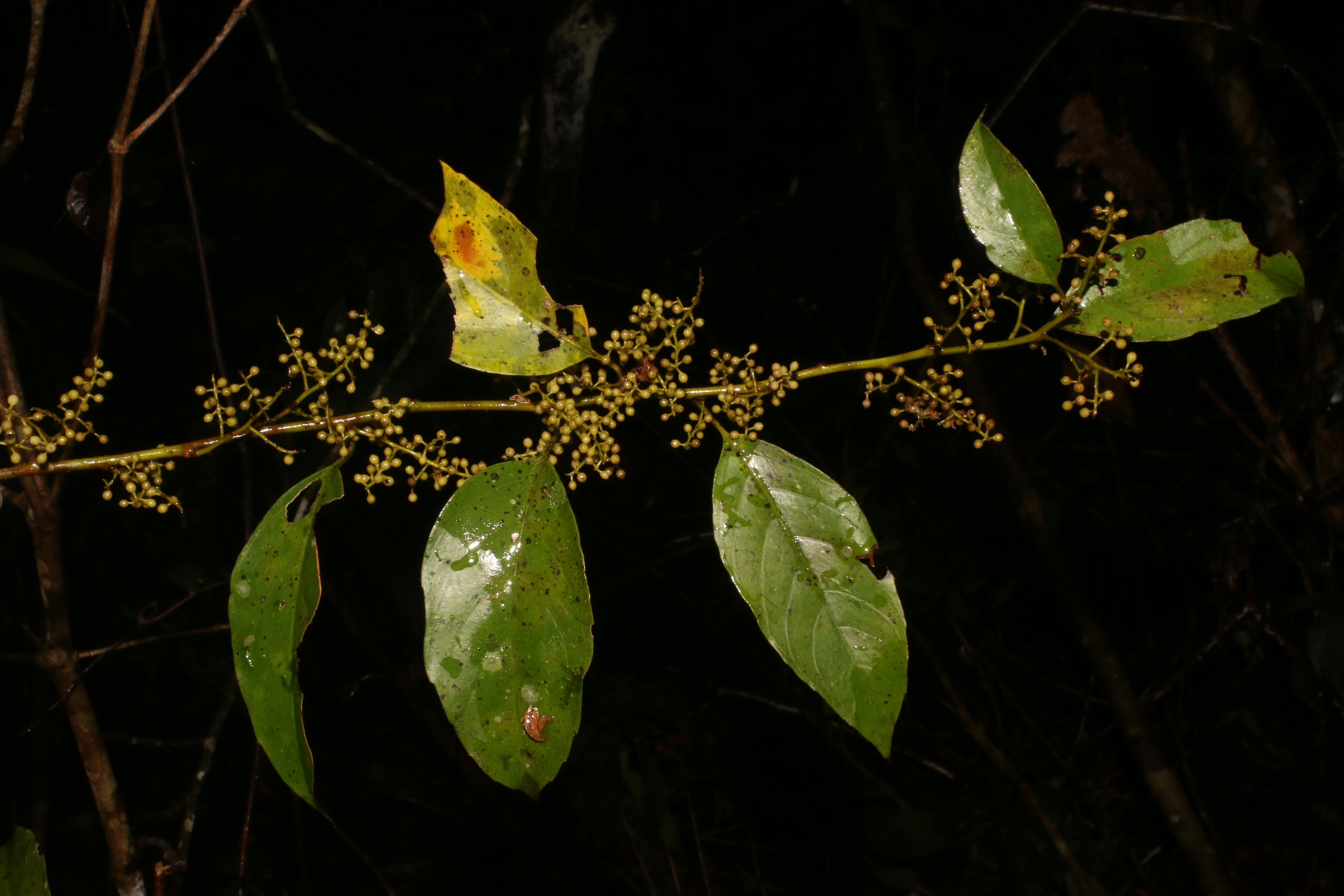 KCR_403 (2)