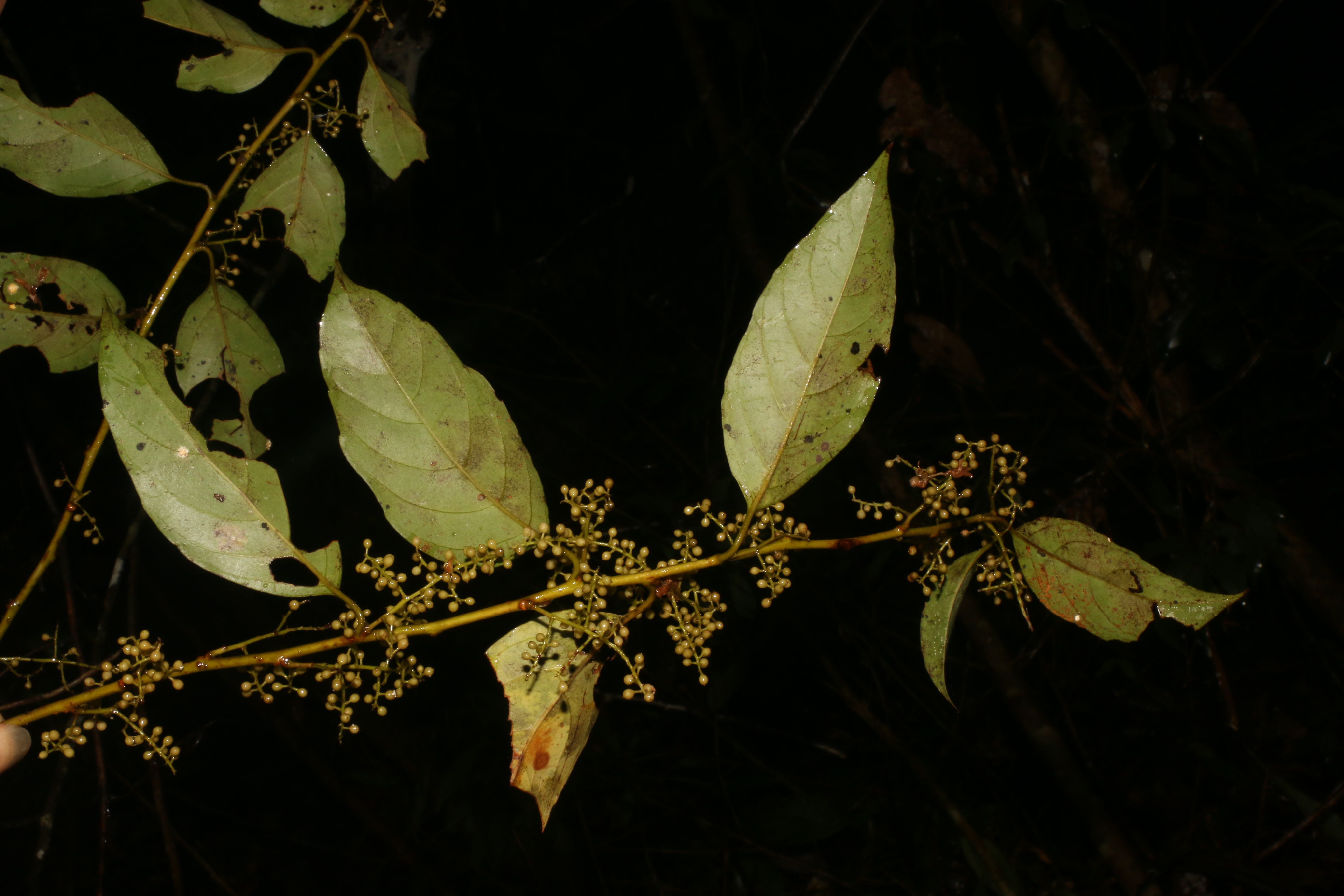 KCR_403 (3)