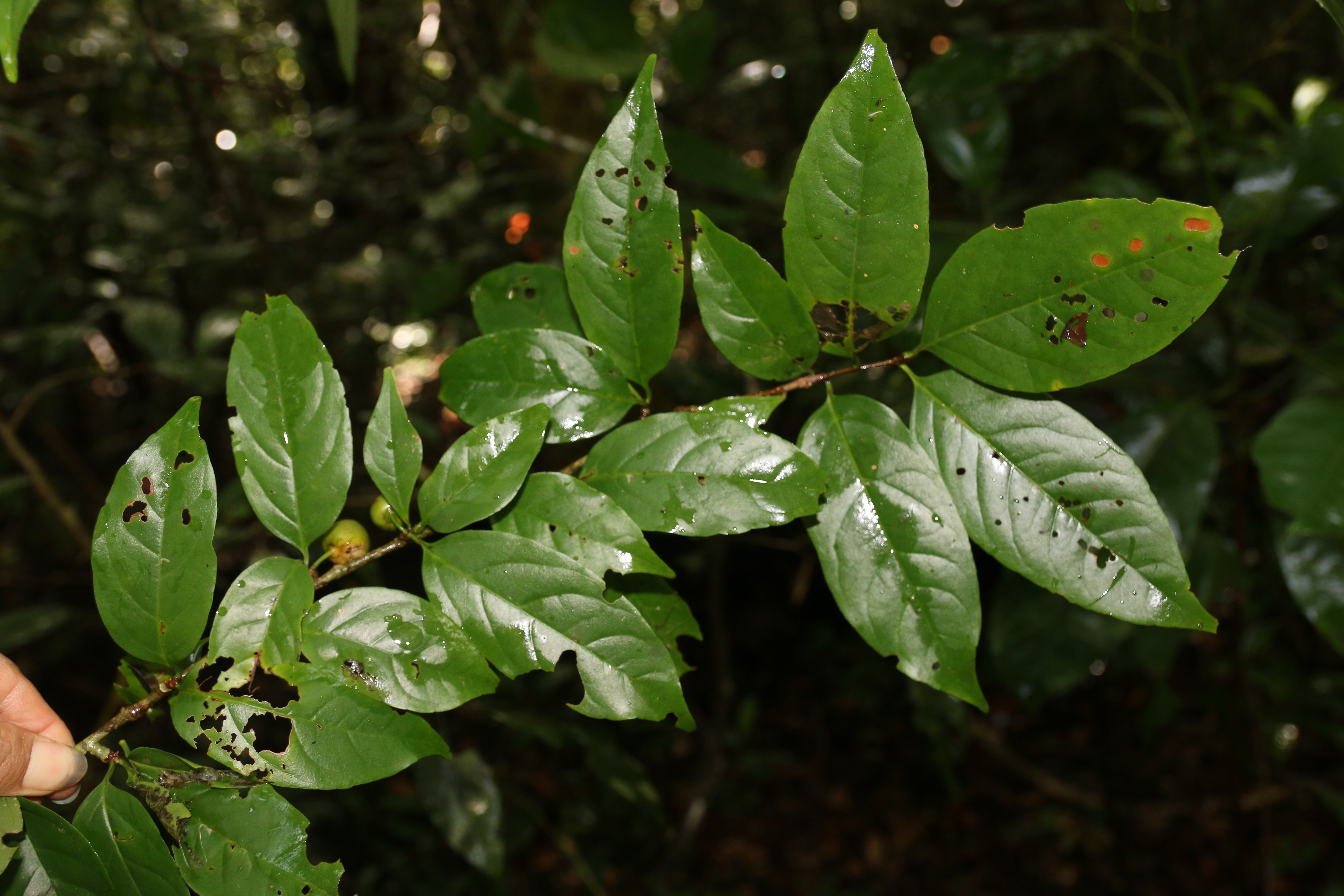 KCR_404 (1)