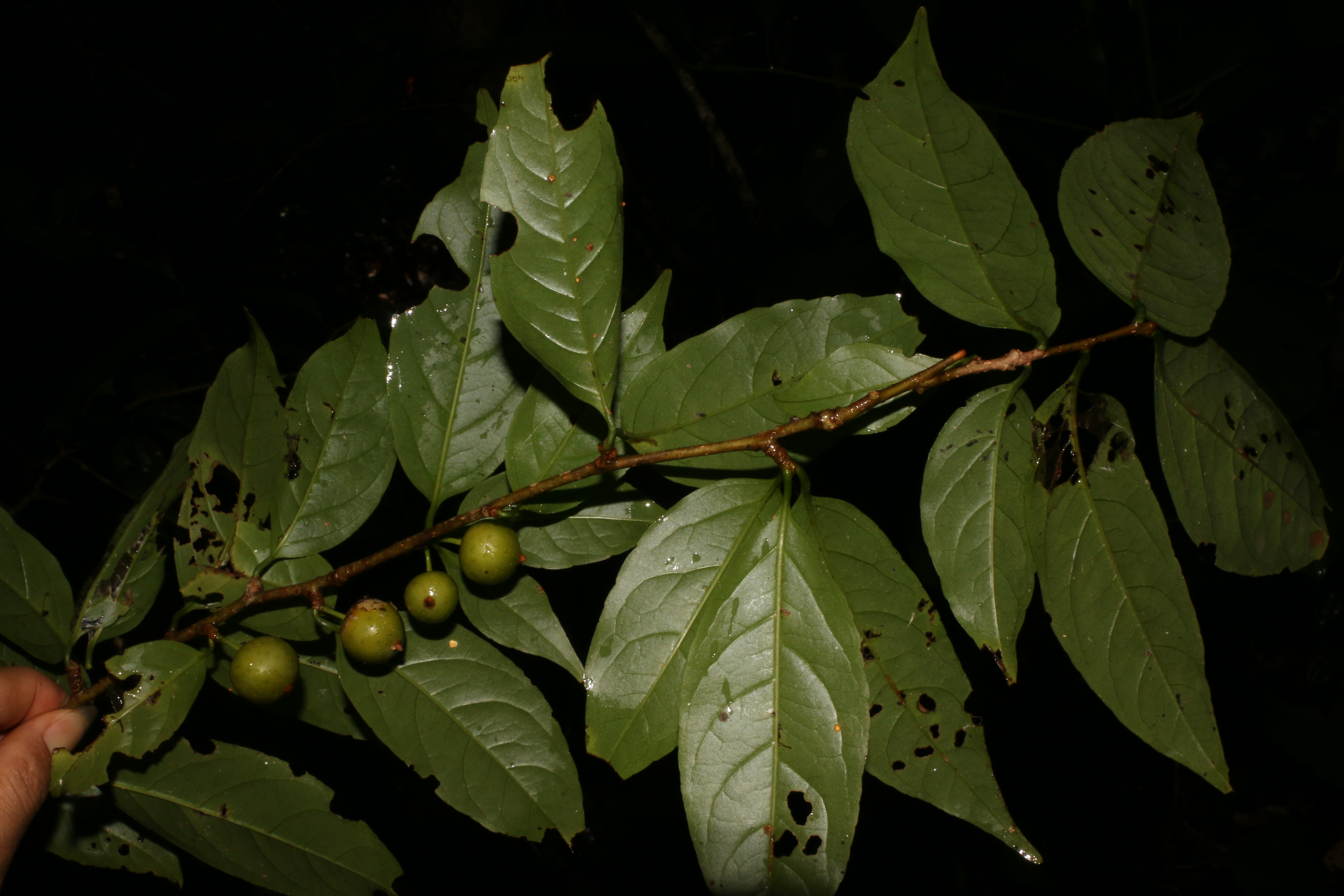 KCR_404 (2)