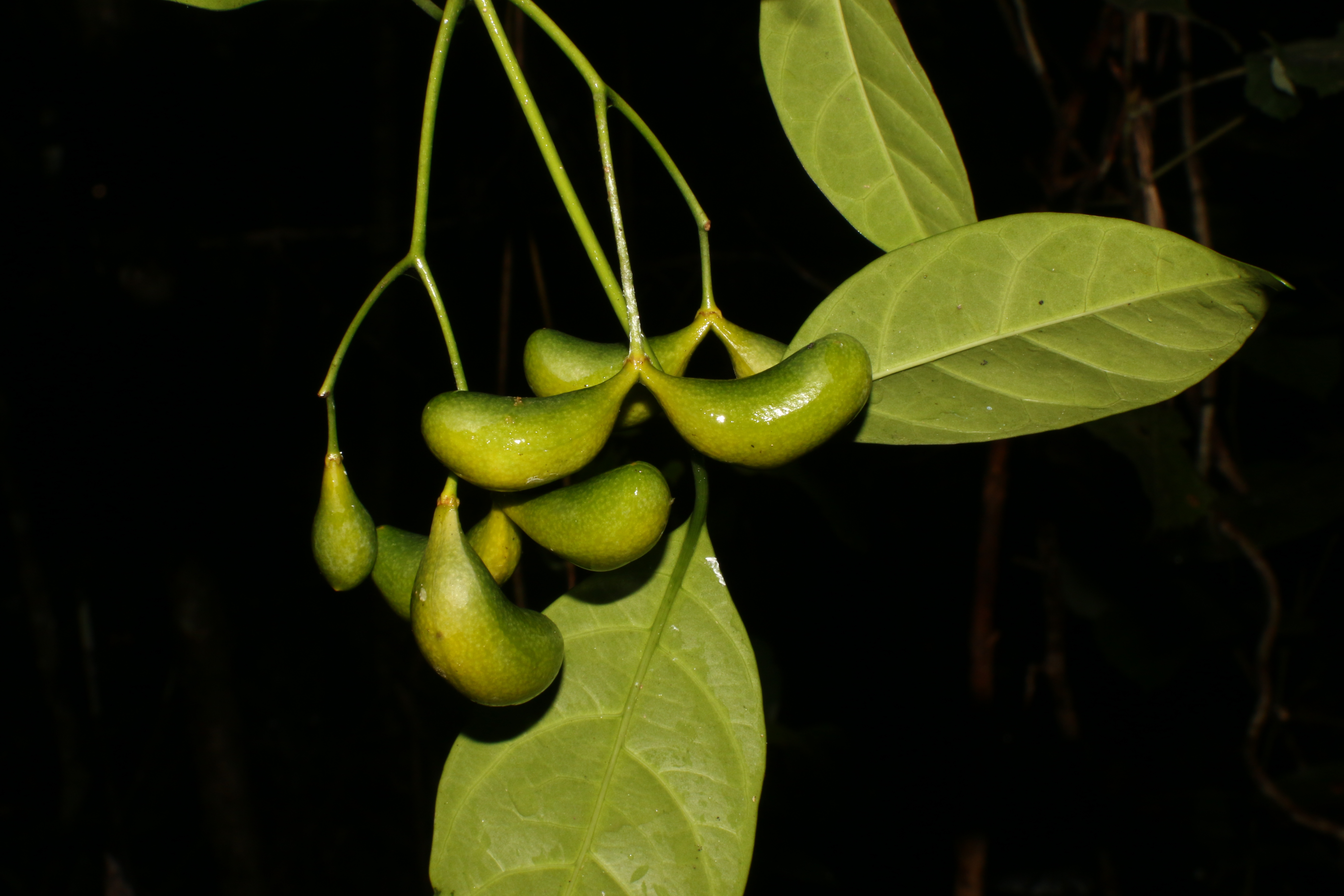 KCR_405 (1)