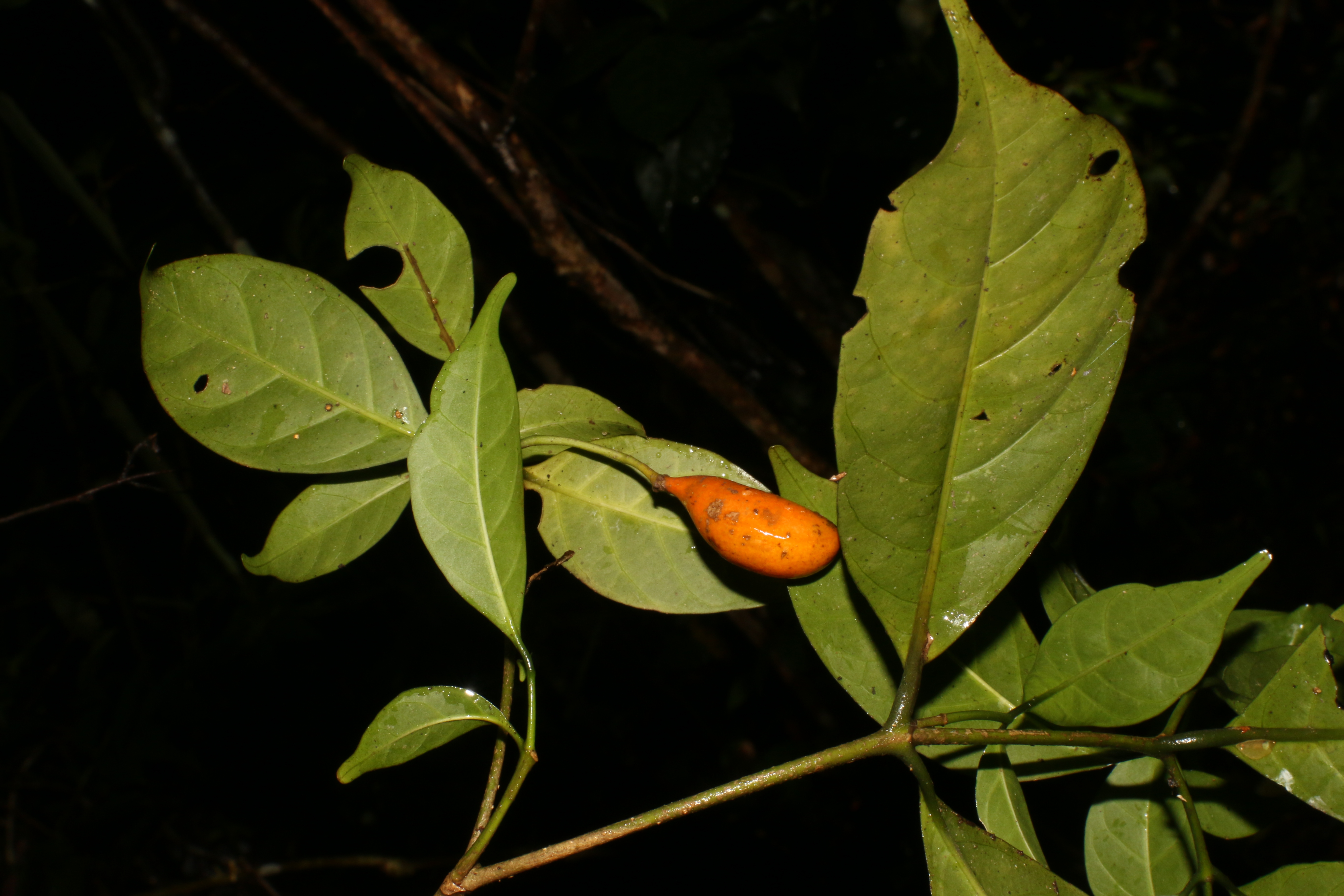KCR_405 (5)