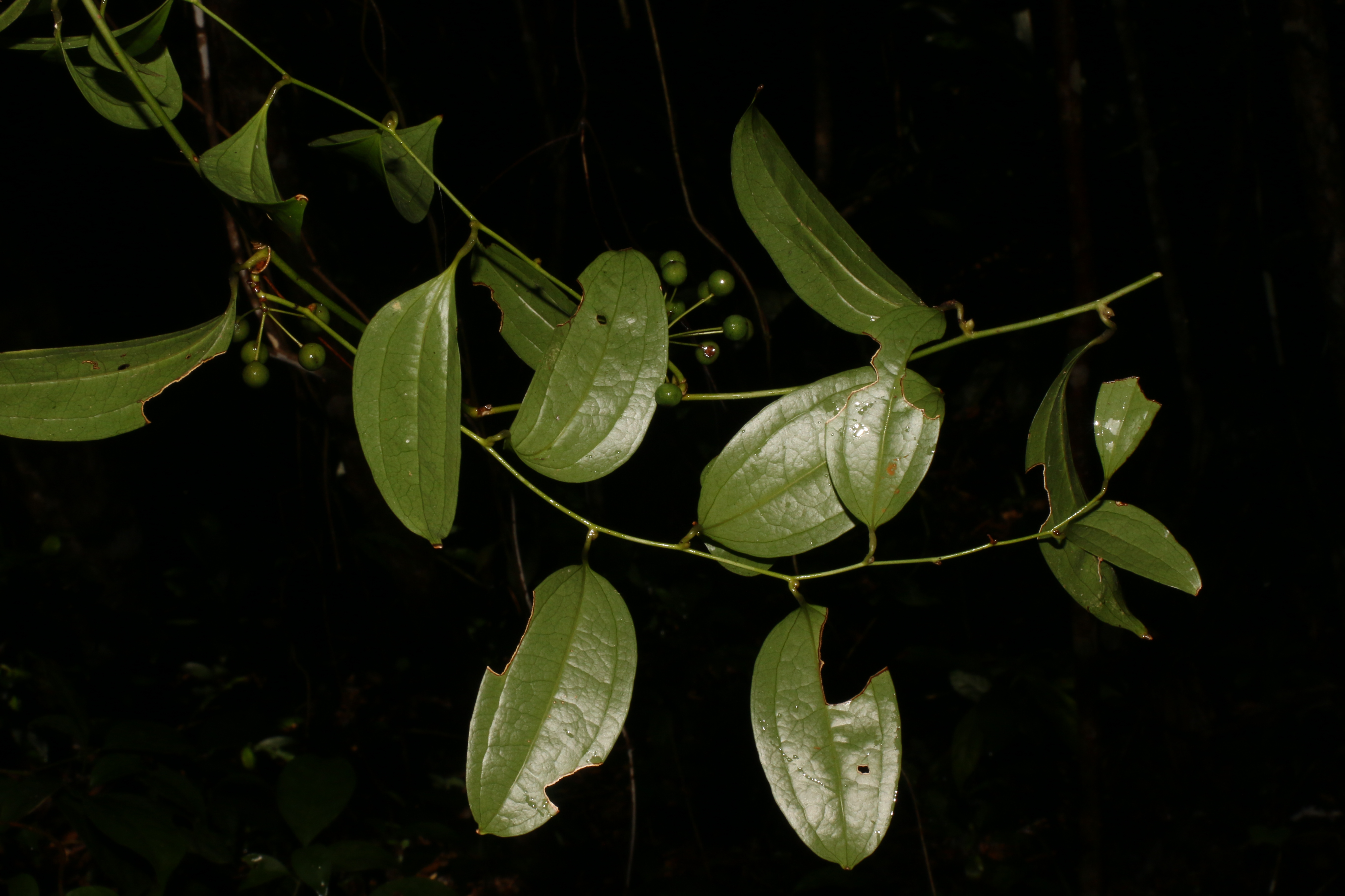 KCR_406 (3)