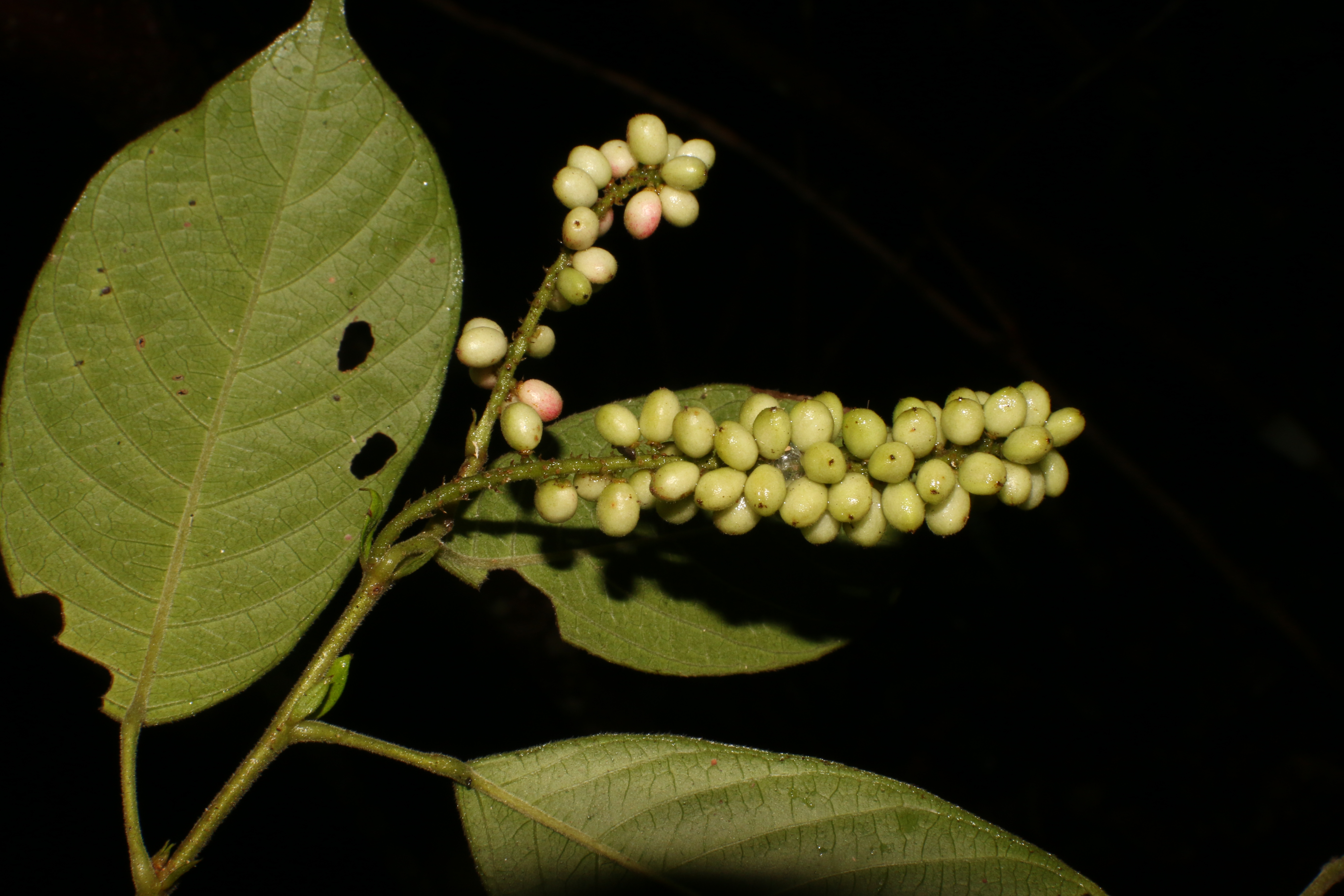 KCR_407 (1)
