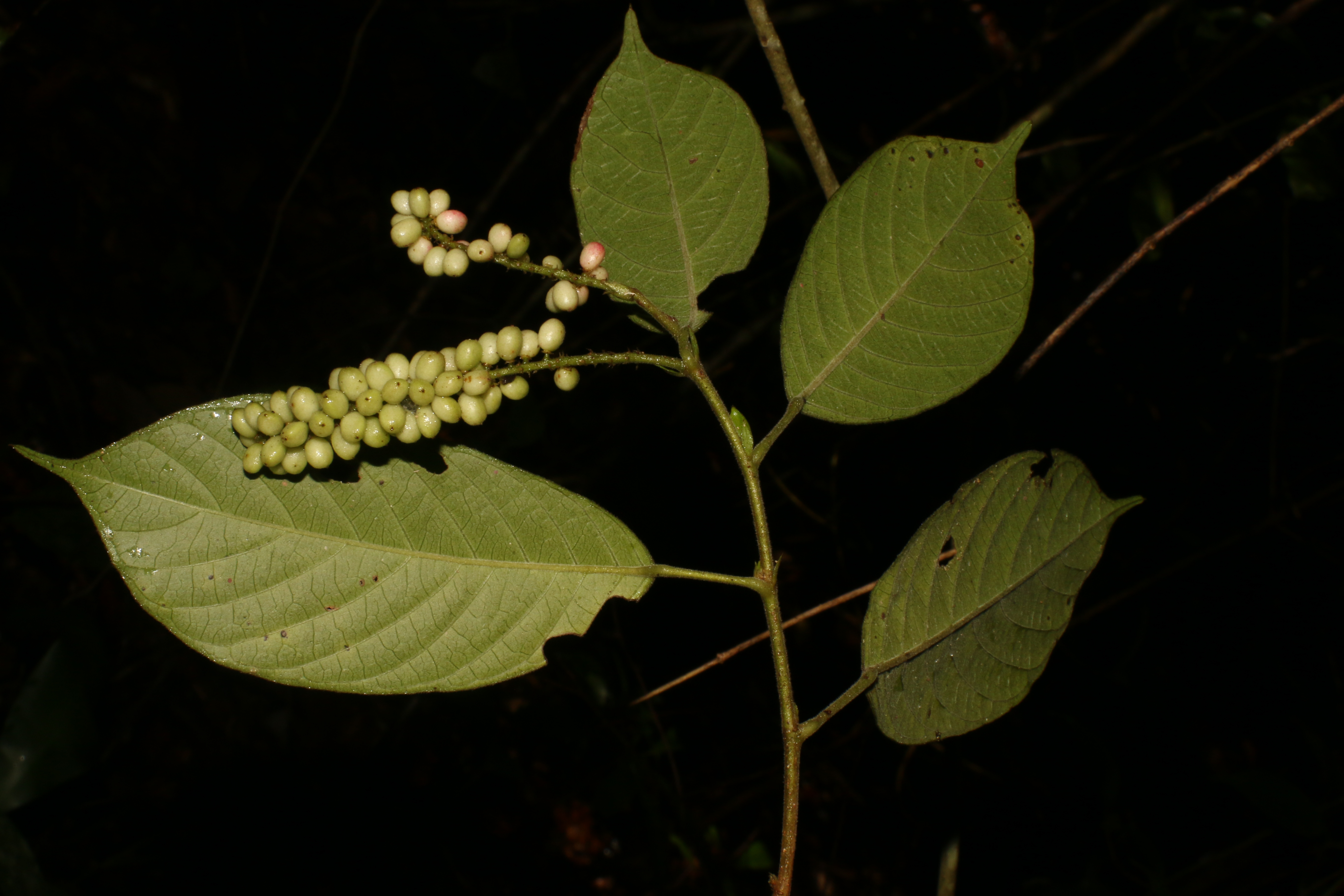 KCR_407 (2)
