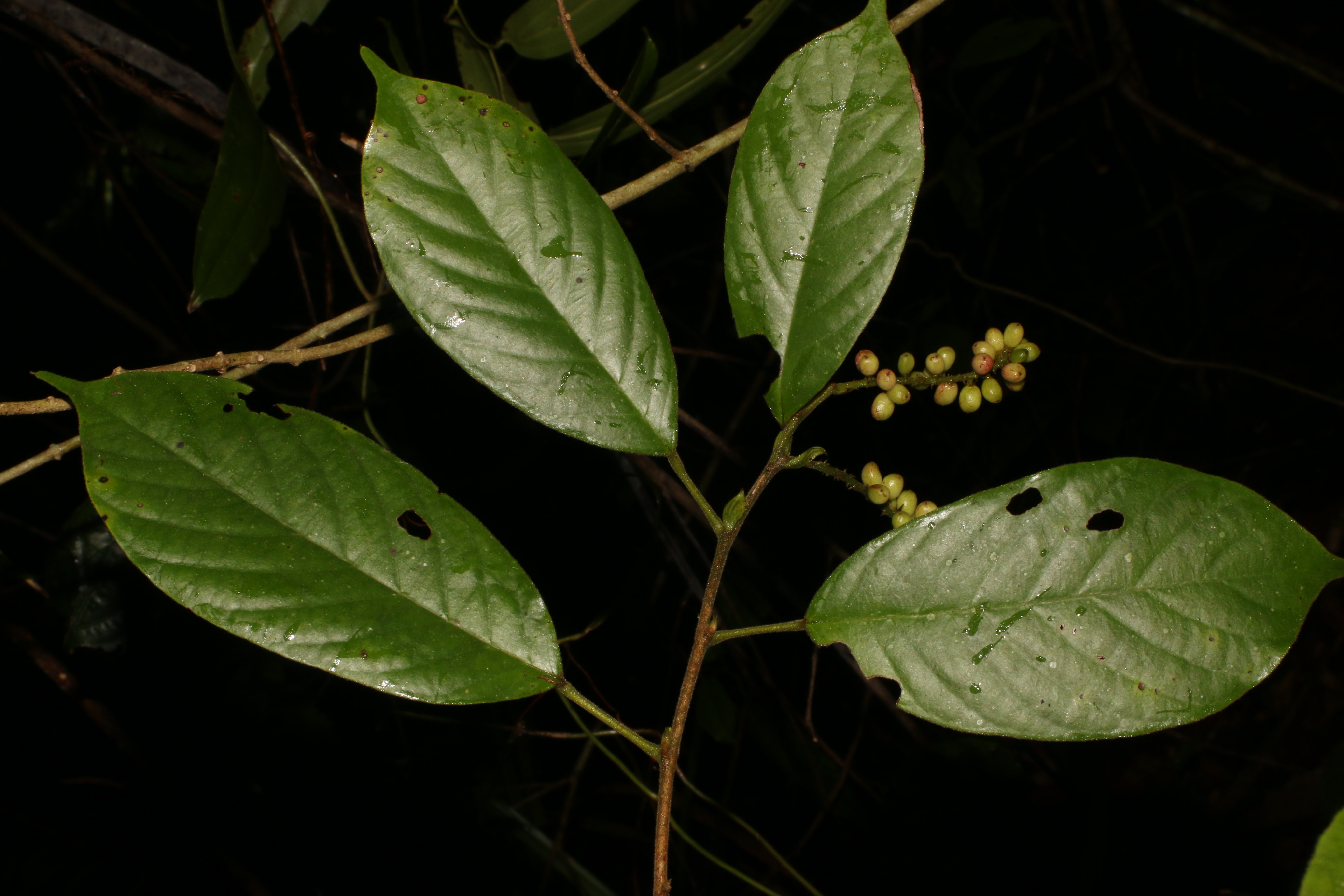 KCR_407 (3)