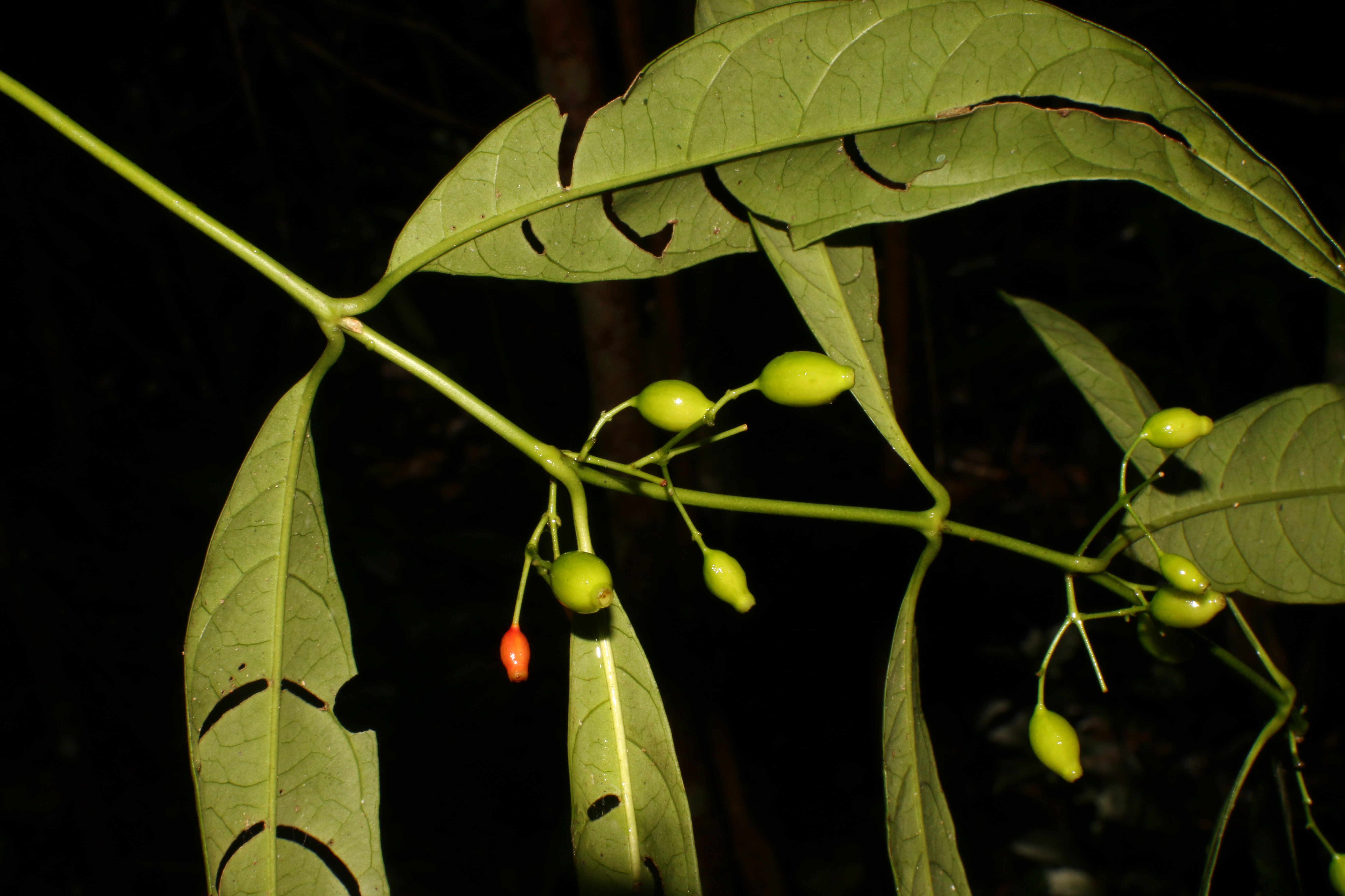 KCR_408 (1)
