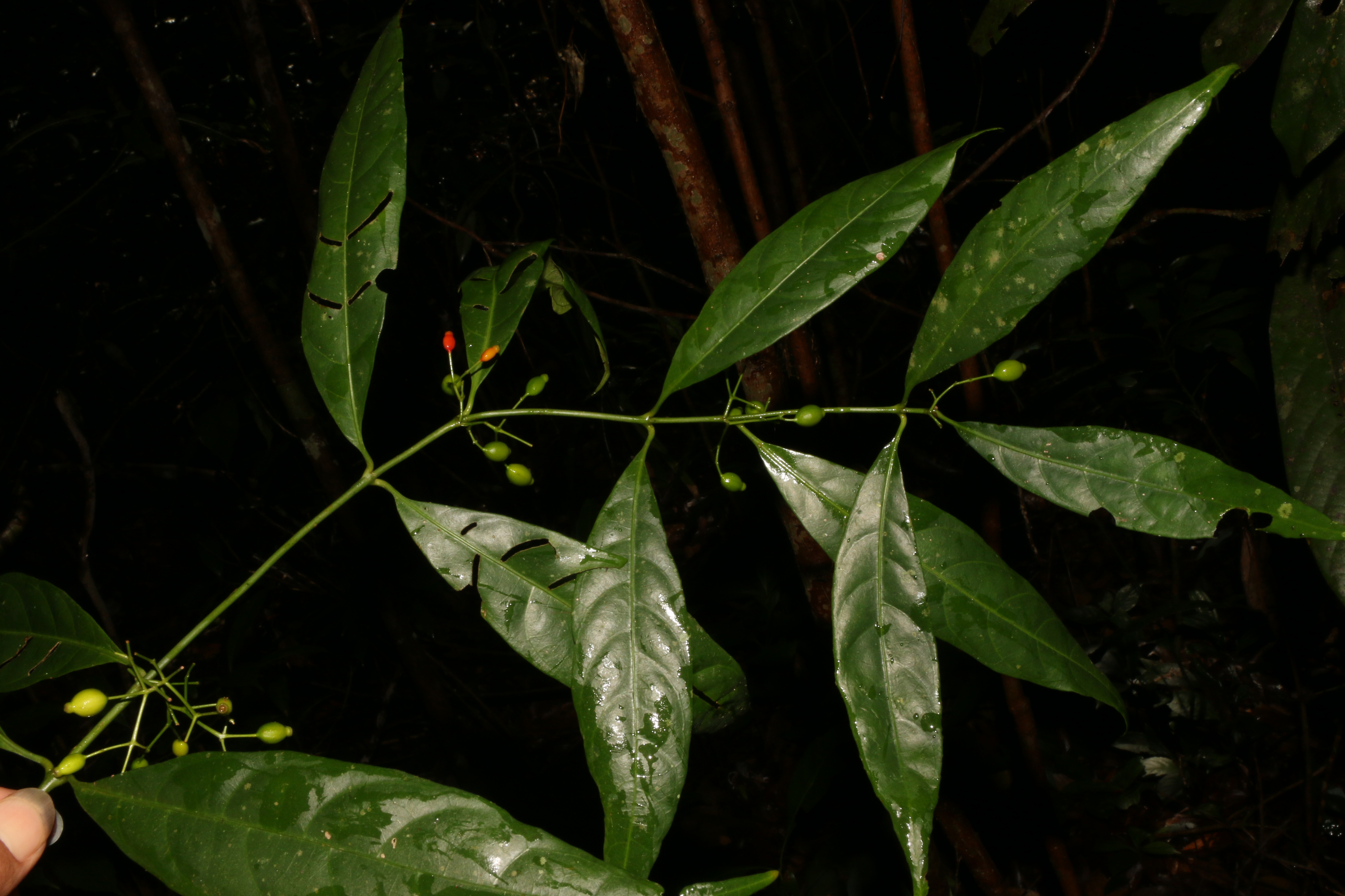 KCR_408 (2)