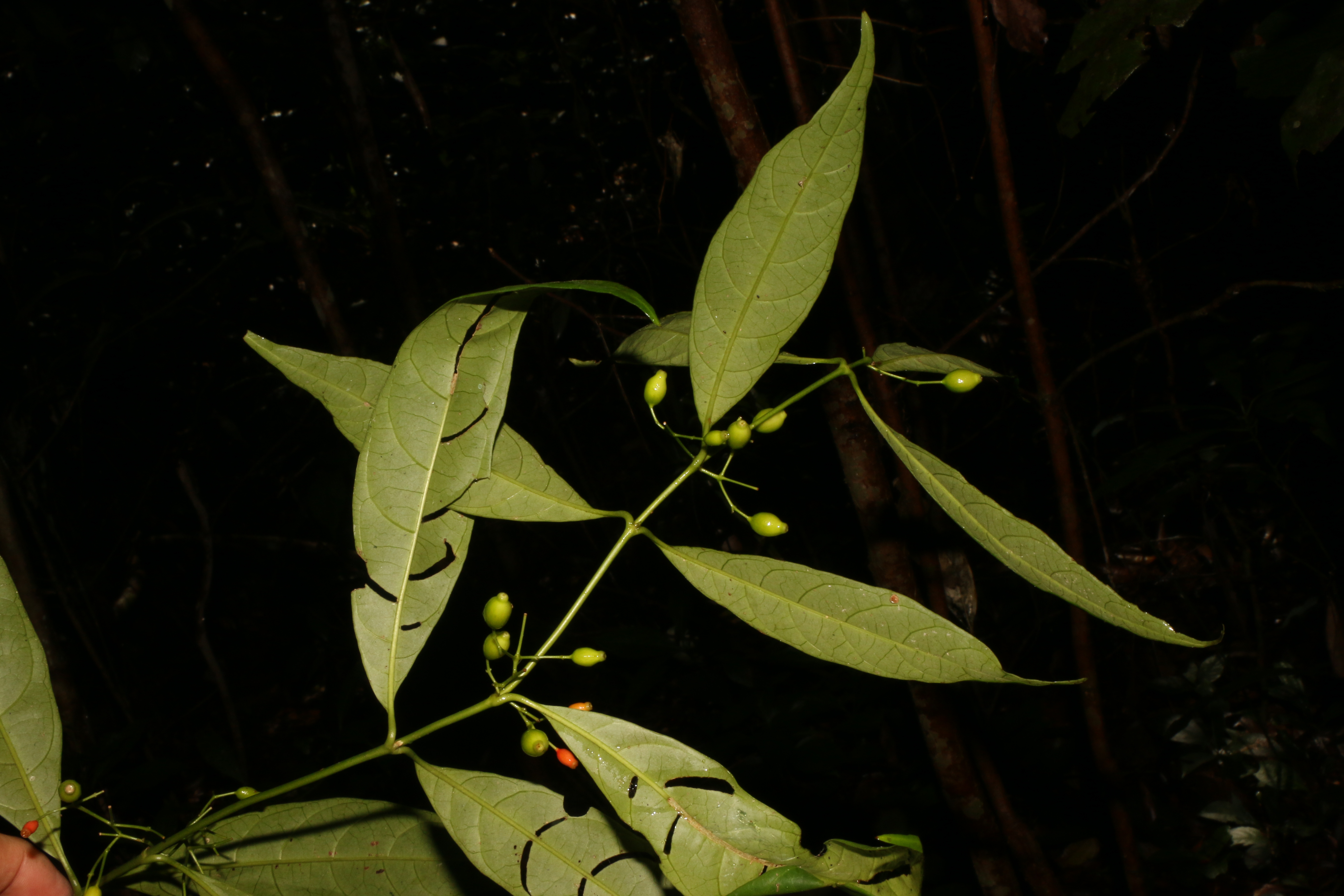 KCR_408 (3)