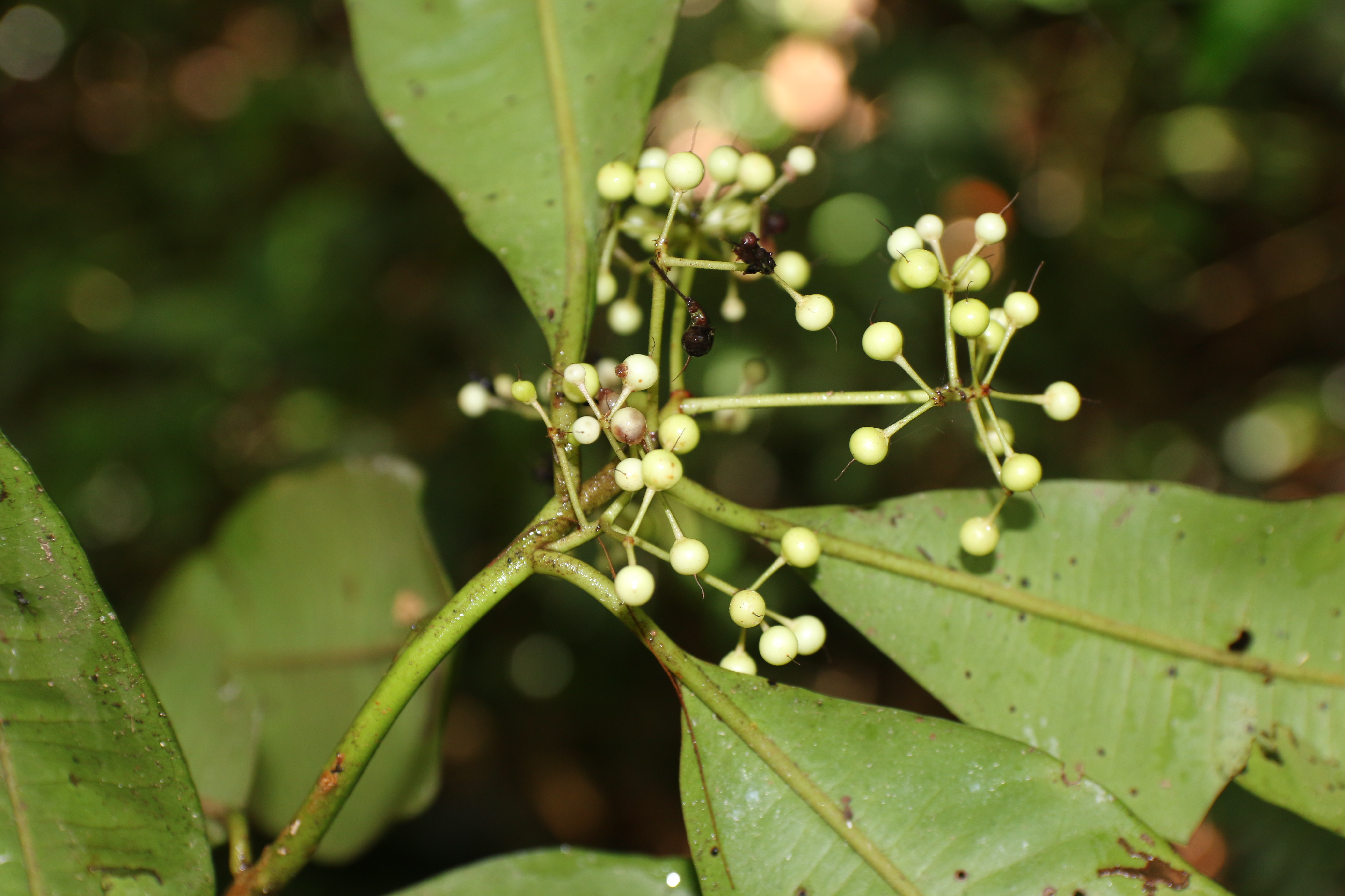 KCR_409 (1)