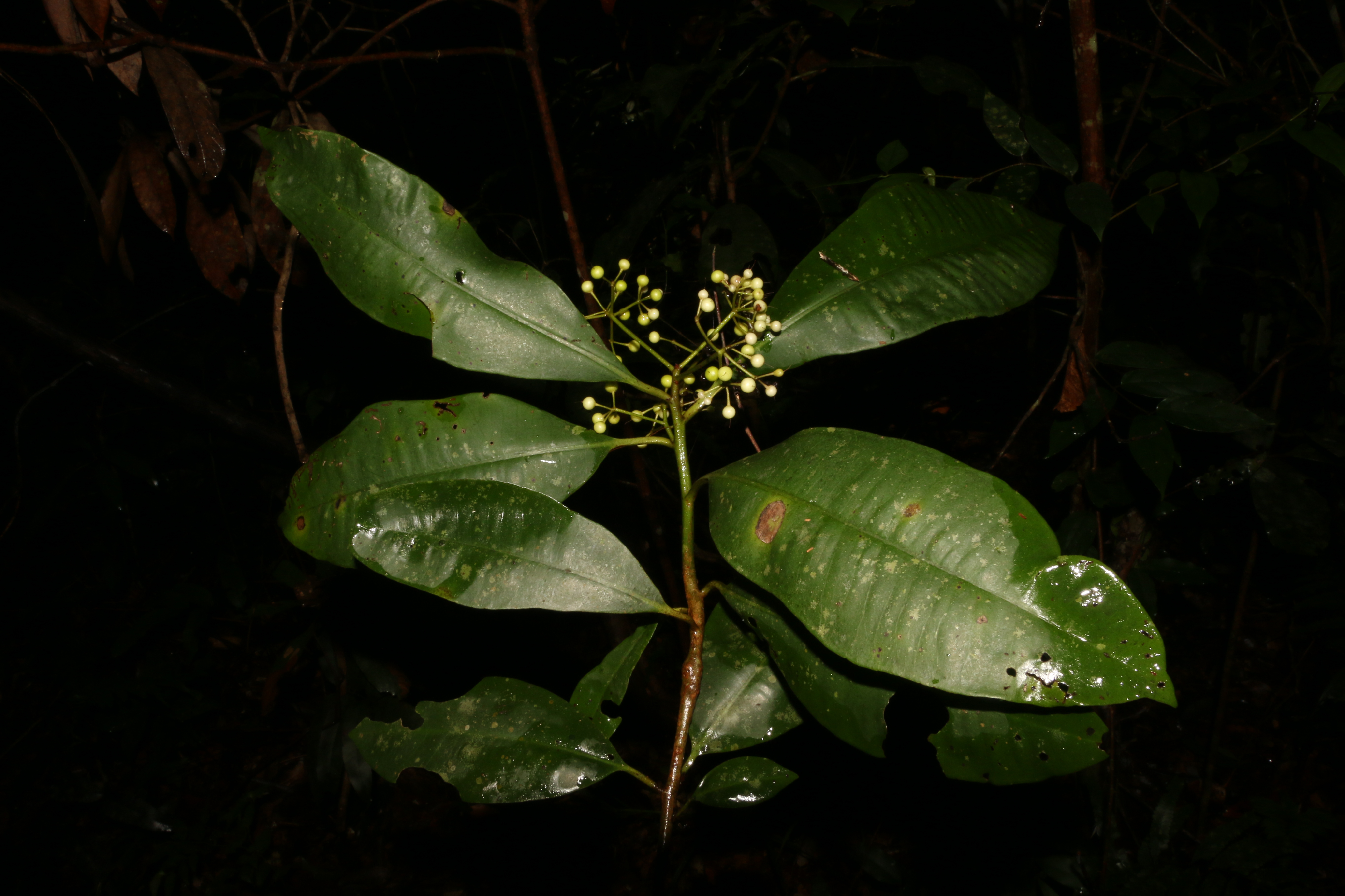 KCR_409 (3)