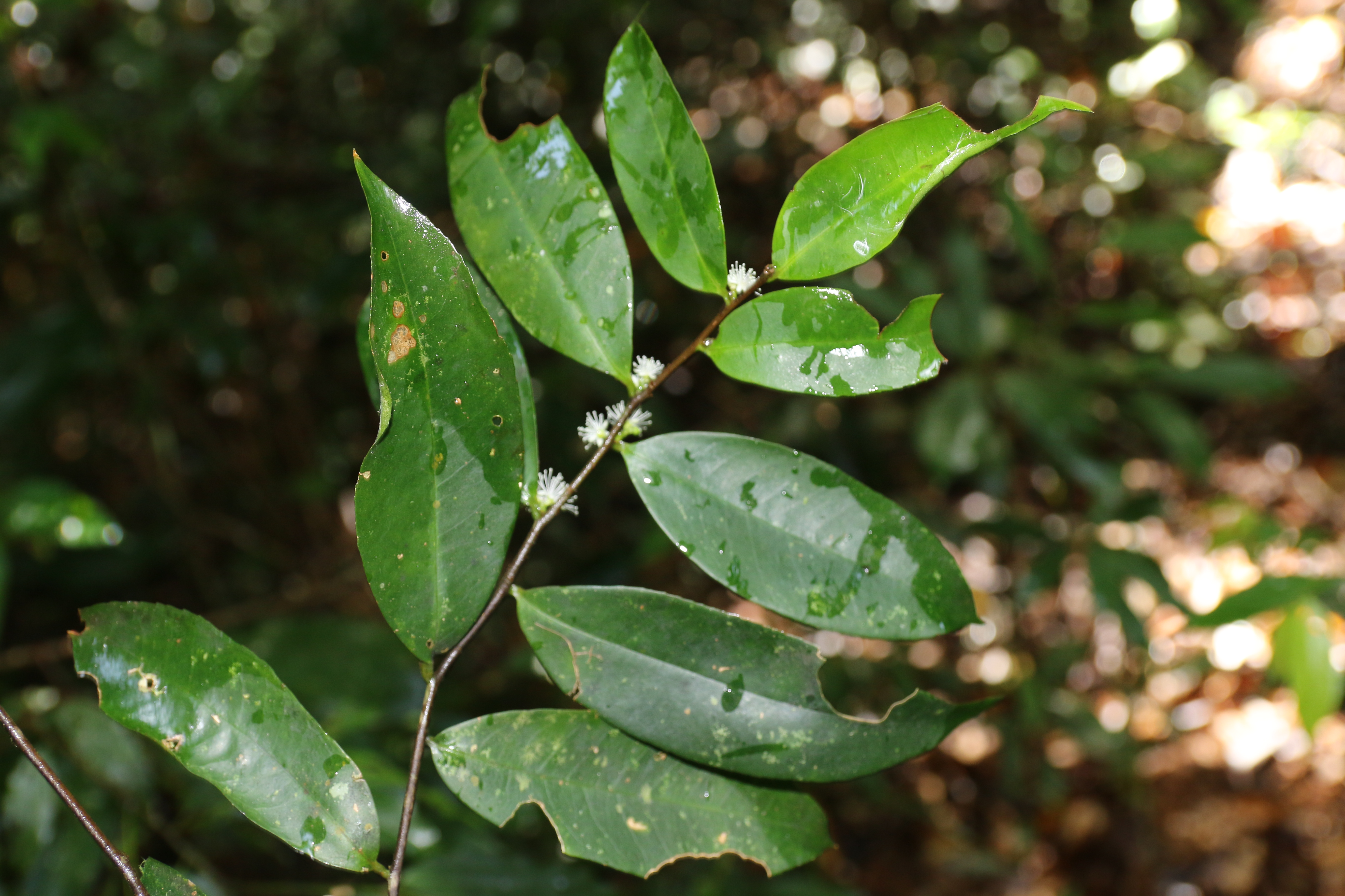 KCR_410 (3)