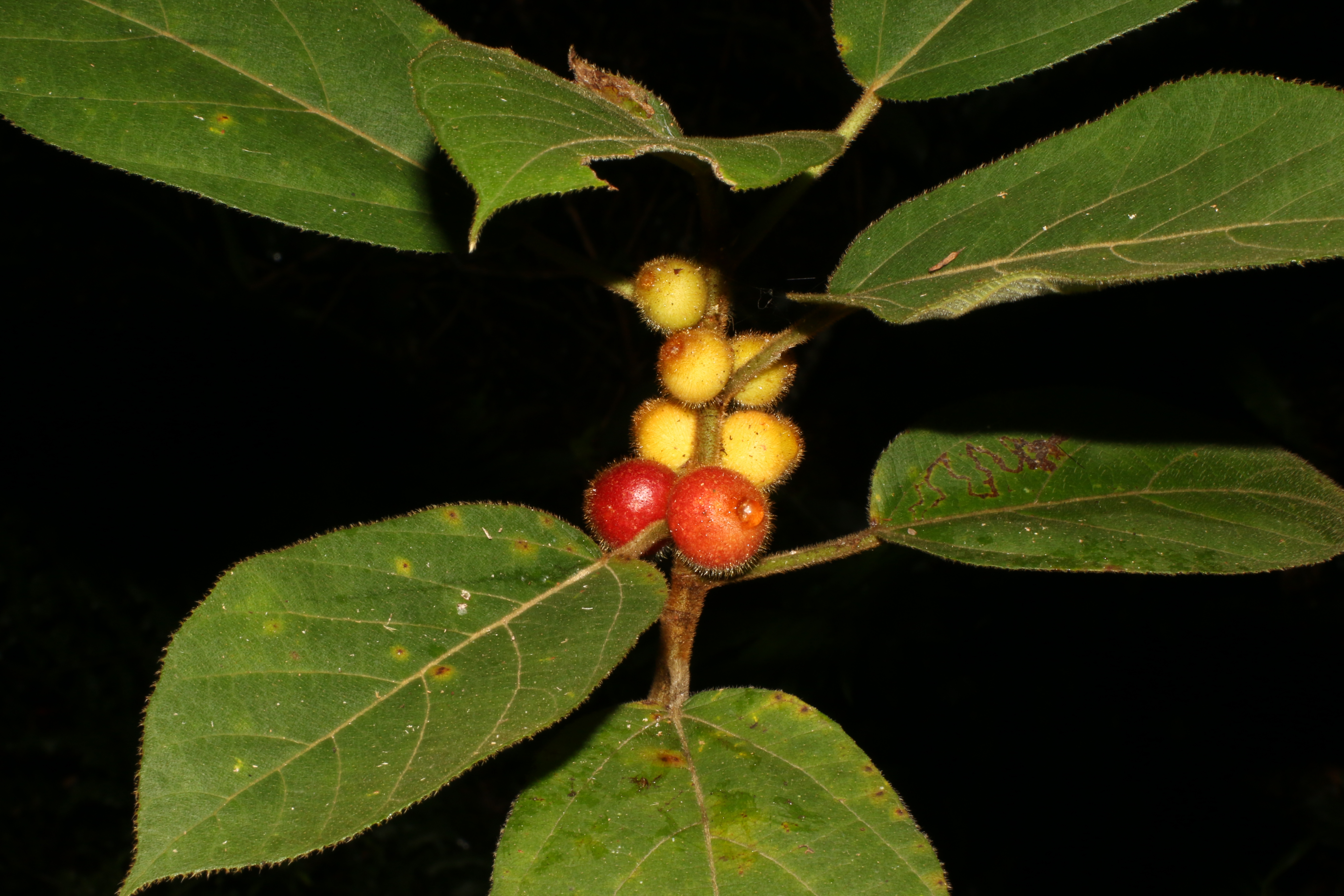 KCR_411 (1)