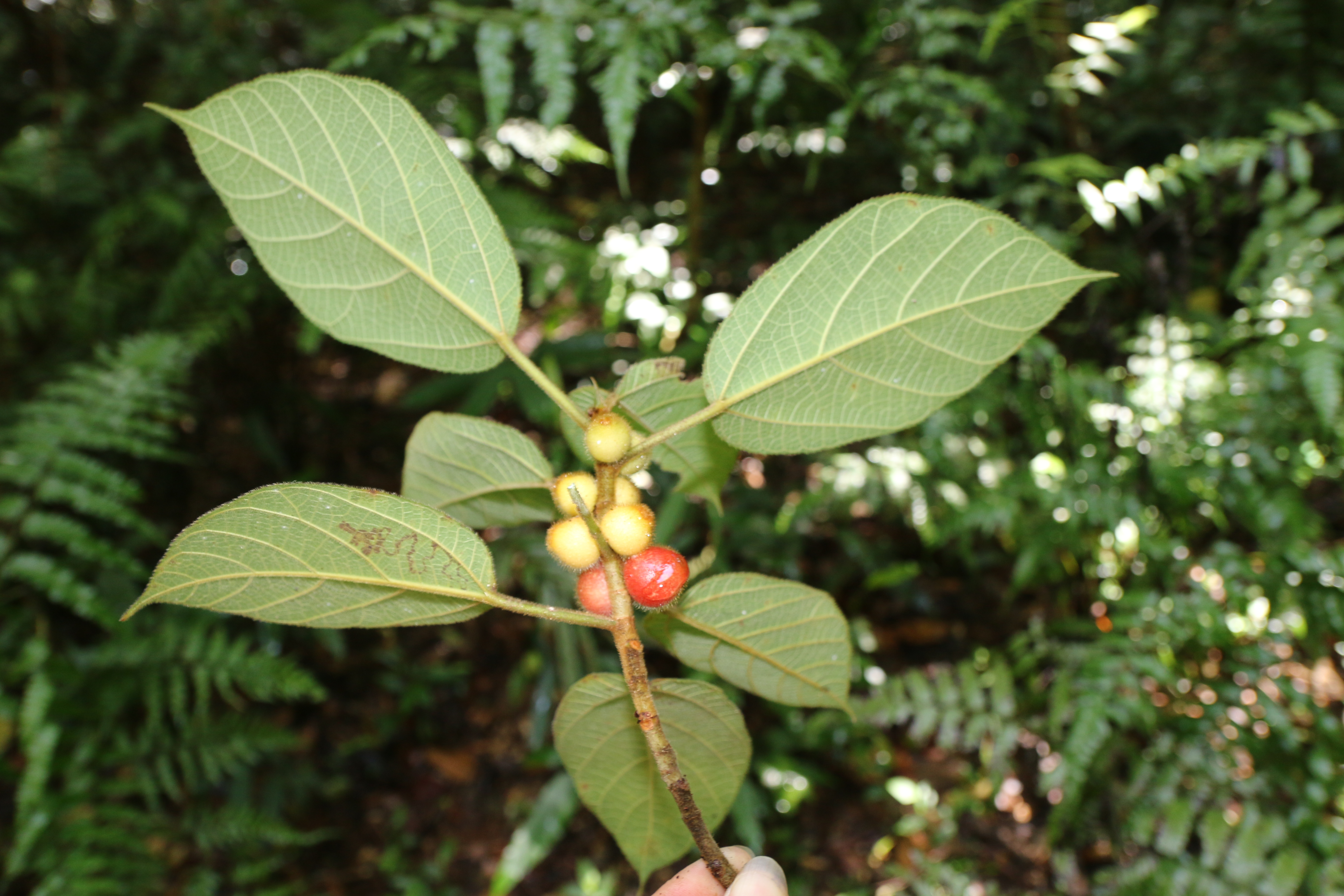 KCR_411 (2)