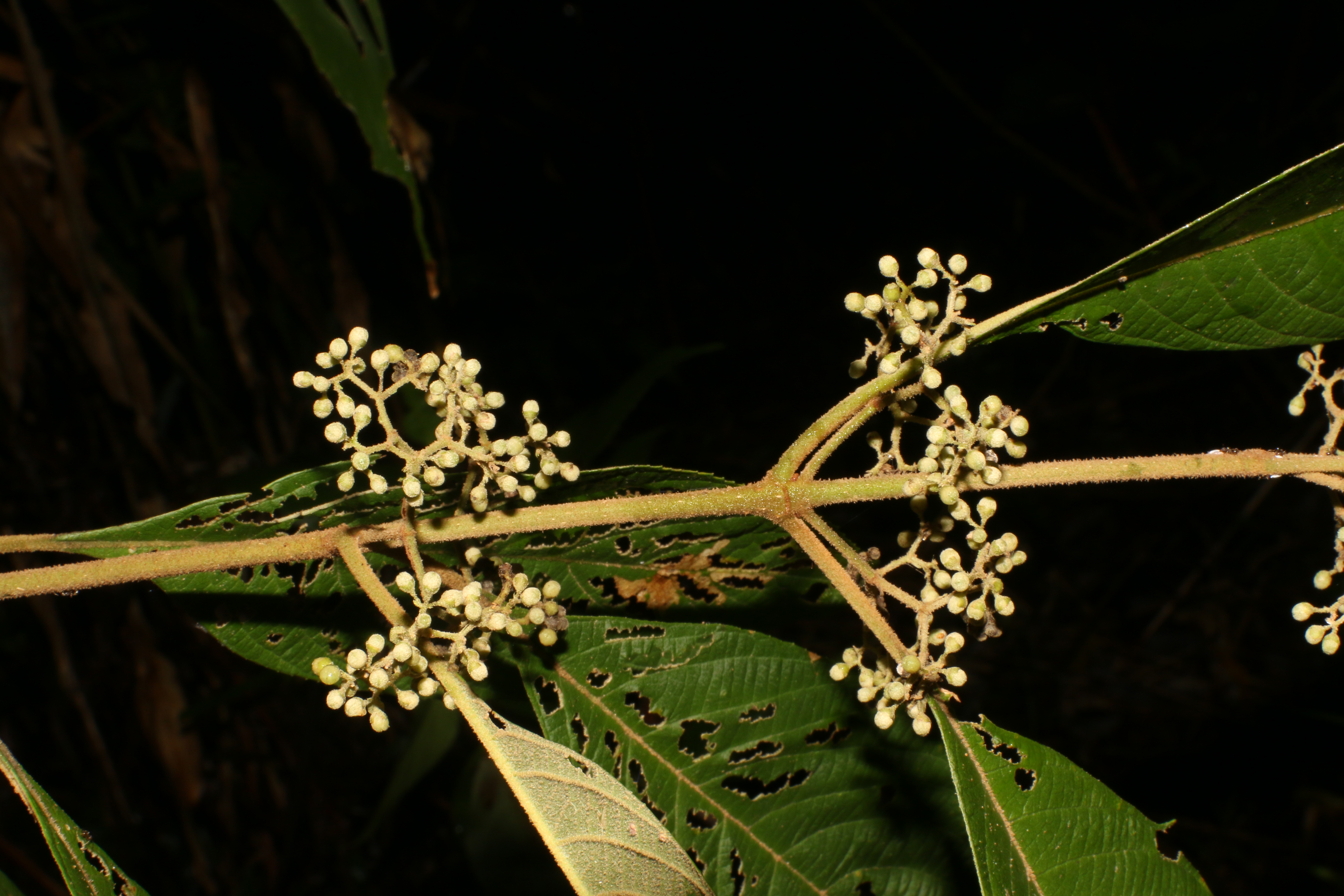 KCR_412 (1)