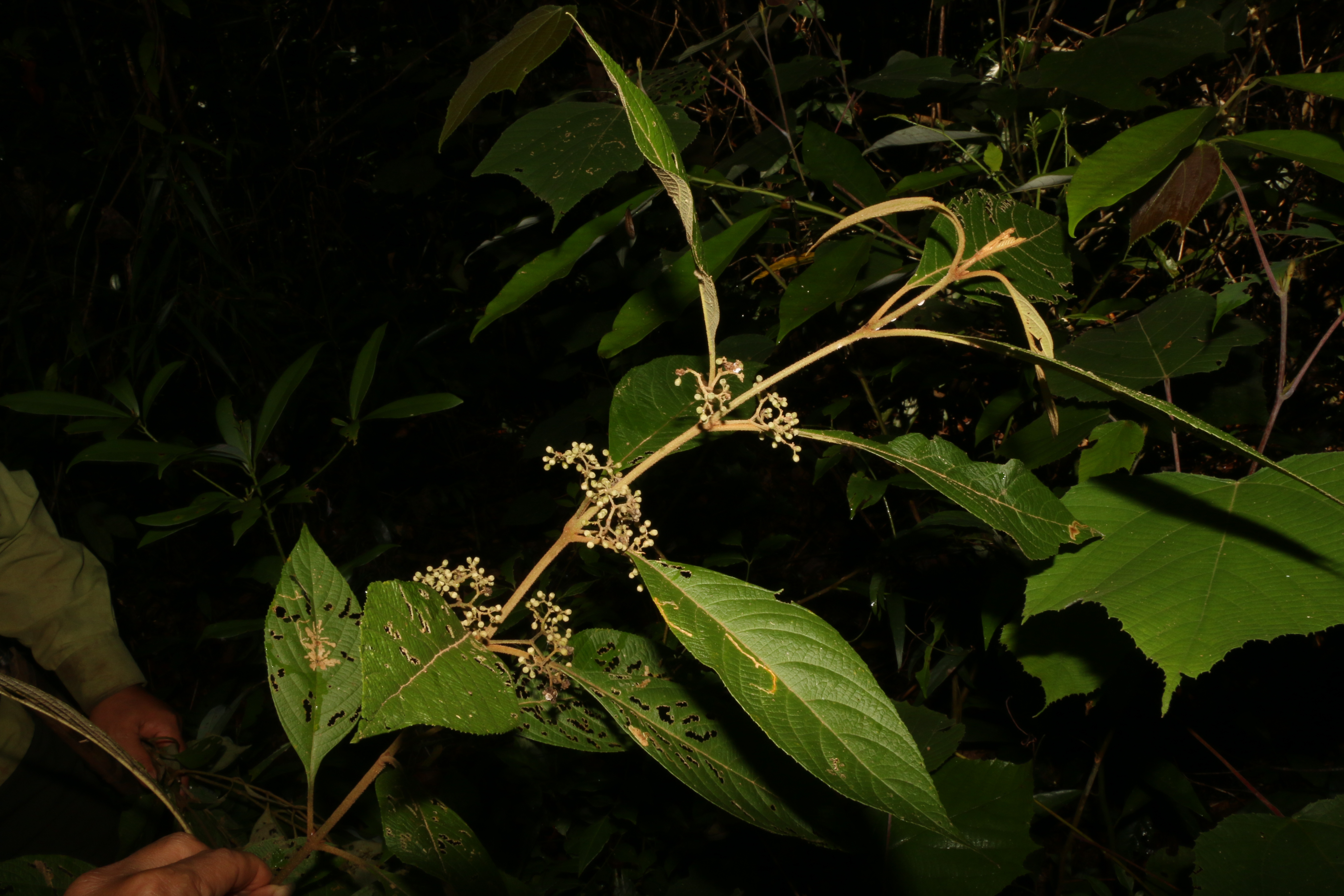 KCR_412 (2)