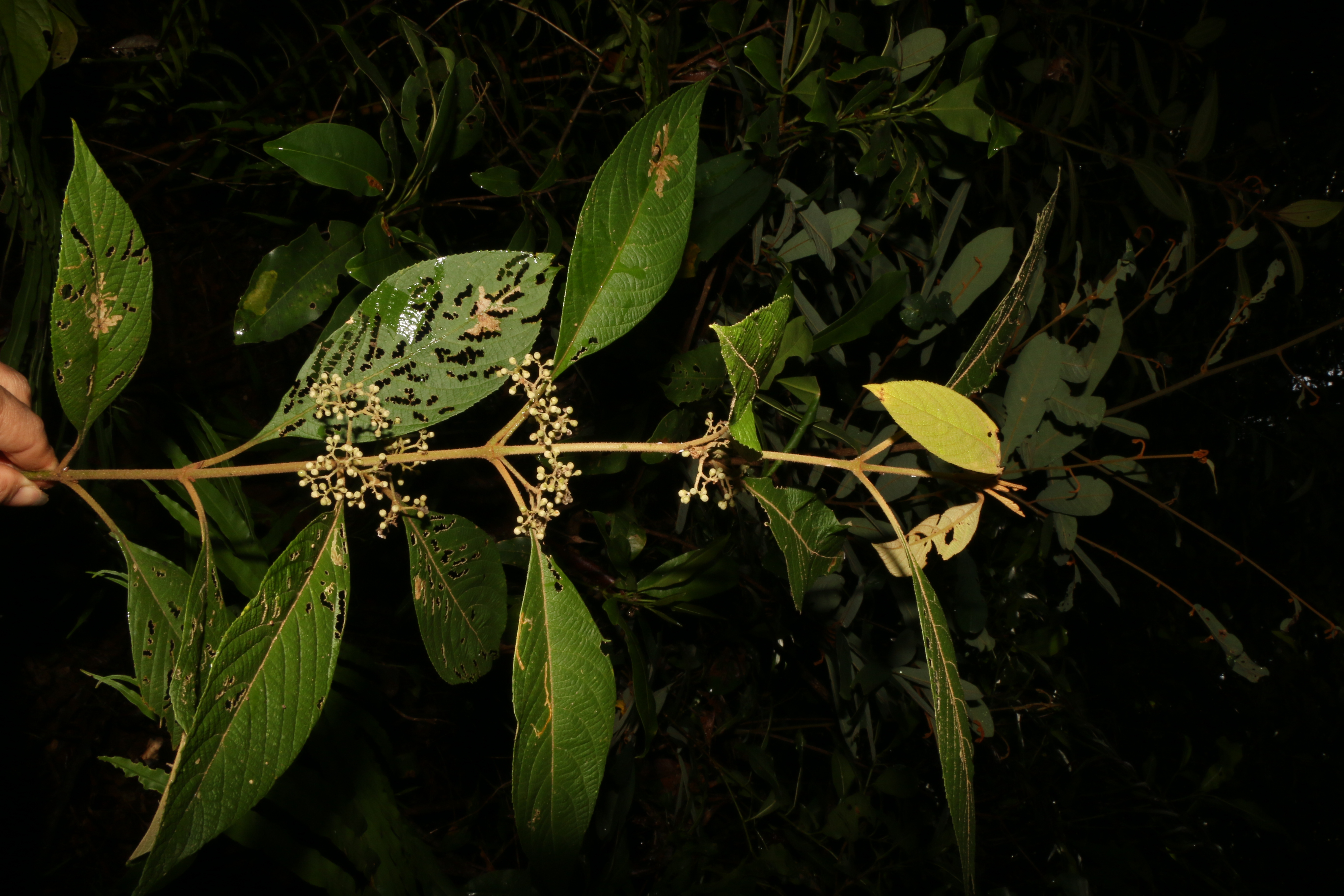 KCR_412 (4)