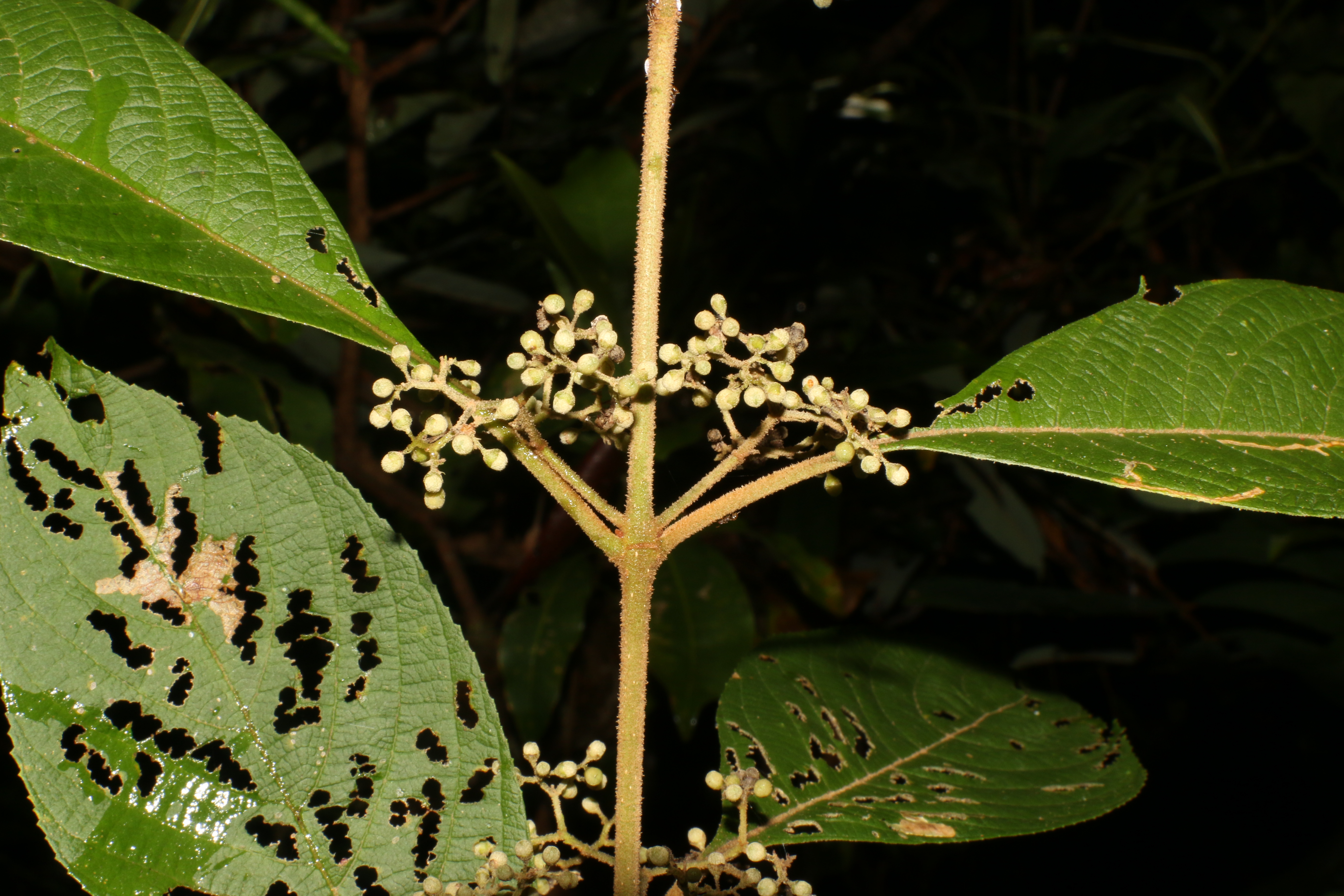 KCR_412 (5)