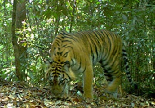 bâynh3