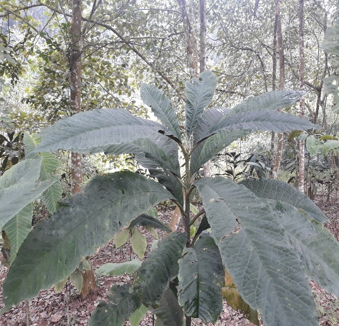 lakhoi